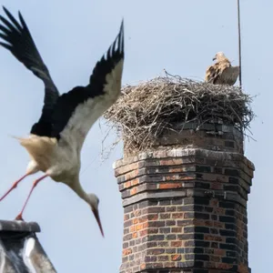 Storchendrama geht weiter - Gänsegeier tötet erneut