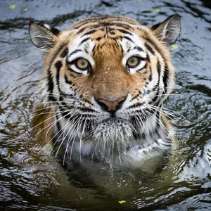 Tigerdame Maruschka ist tot - Trauer bei Hagenbeck