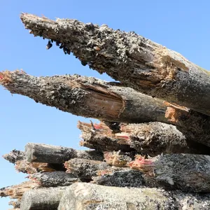 Schiffsbohrmuscheln zerfressen Holzpfähle im Norden
