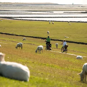 Marmelade auf dem Deich – Wie Orte das Wattenmeer feiern