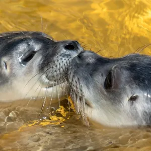 97 Heuler in der Seehundstation Friedrichskoog