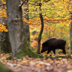 Land will mit neuem Jagdrecht mehr Tierschutz ermöglichen