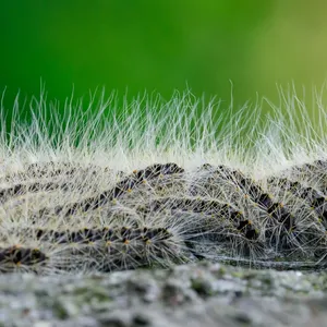 Raupe mit kleinen Gifthaaren breitet sich in Hamburg aus