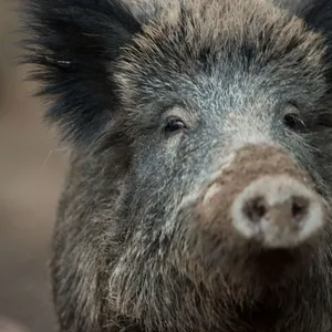 Wildschweine sorgen für Friedhofssperrung