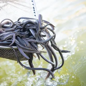 Über drei Millionen Aale in heimische Flüsse eingesetzt