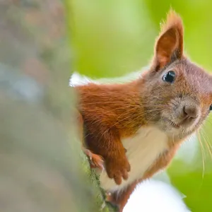 Wie Eichhörnchen unter der Hitze leiden