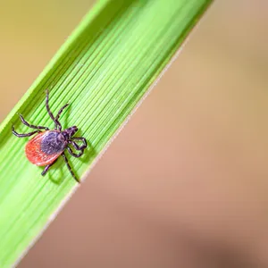 Zecken breiten sich im Nordwesten aus – so schützen Sie sich