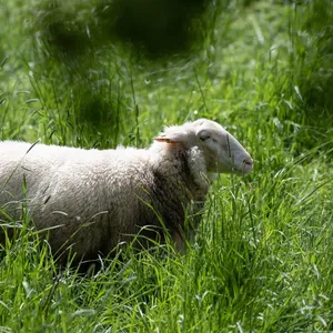 Schaf von Weide gestohlen, getötet und gegrillt