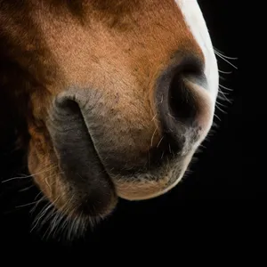 Virus bei Pferd entdeckt – Stallpflicht im Sperrbezirk