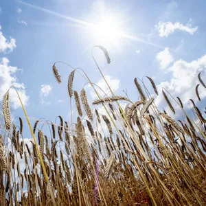 Landwirte wegen hoher Dieselkosten alarmiert