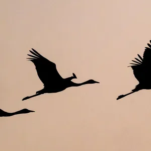 Kraniche: Vogelgrippe-Effekt wegen Trockenheit teils unklar