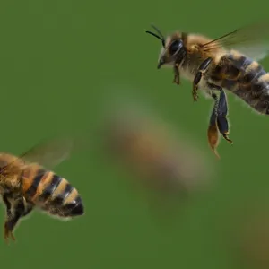 Mann soll Bienenangriff verursacht haben - Polizei ermittelt
