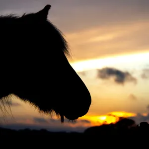 Pferd verschwindet von Weide eines Gnadenhofs