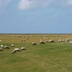 Bis zu 31 Grad am Sonntag – Sommerwärme im Norden erwartet