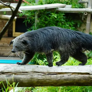 Seltene Bewohner im Zoo - Schleichkatzen mit Popcornduft