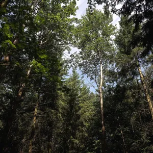 Dieser Baum bereitet den Boden für neuen Wald im Harz
