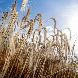 Sommerwetter in Niedersachsen – Bis zu 33 Grad erwartet