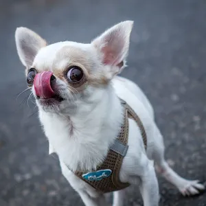 Streit um Chihuahua eskaliert – Drei Angeklagte in Kassel