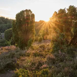 Brennnesseln statt Chia: Kräuterwanderung zur Heideblüte