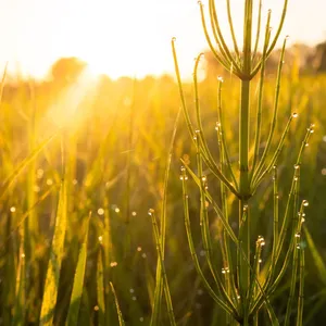 Heißer Tag in Niedersachsen - wann die Temperaturen fallen