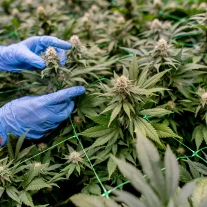 100 Cannabis-Anbauvereine - Ist der Weg richtig?