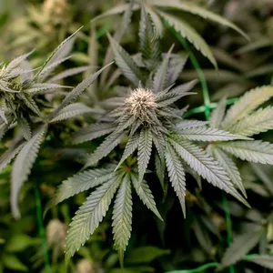 Drogenfahnder zu Cannabisgesetz: Kann so nicht funktionieren
