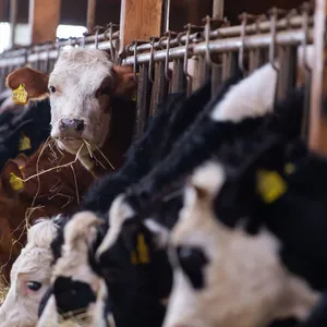 Erbfolge bremst Frauen als Chefinnen auf dem Bauernhof aus