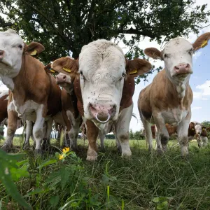 Neues Virus in Niedersachsen - Was ist darüber bekannt?