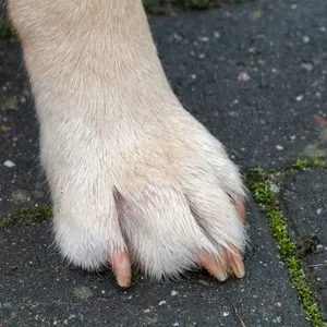 Hund angefahren - Besitzer verunglückt auf Weg zum Tierarzt