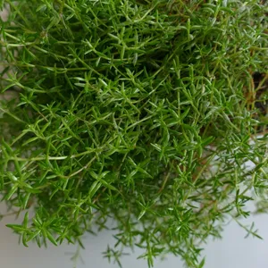 Invasives Nadelkraut breitet sich in Schleswig-Holstein aus