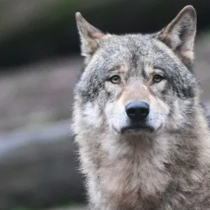 Fünfmal so viele Tiere von Wölfen gerissen wie 2015
