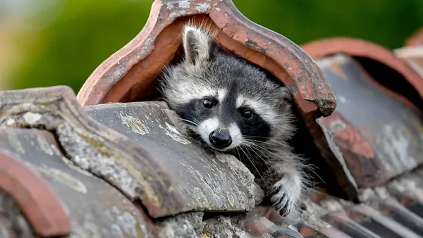 Waschbären breiten sich in Schleswig-Holstein aus: Tiere sollen intensiv bejagt werden