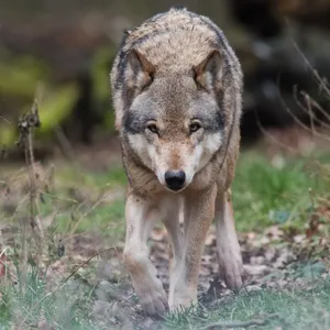 Schützen oder schießen? Vorlesung zu hitziger Wolfs-Debatte