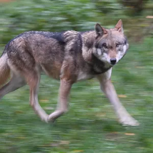 Wolf bei Pinneberg gesichtet – Pferd verletzt