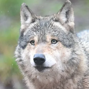 Erneut Wolf im Hamburger Westen unterwegs