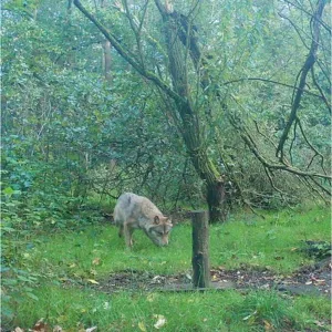 Hamburg und der Wolf - wie mit Wildtieren umgehen?