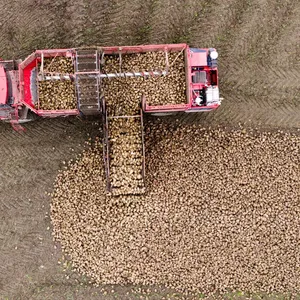 Niedersächsische Rübenbauern rechnen mit normaler Ernte
