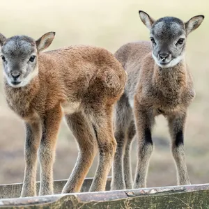 Mufflons sorgen für Sperrung der B76