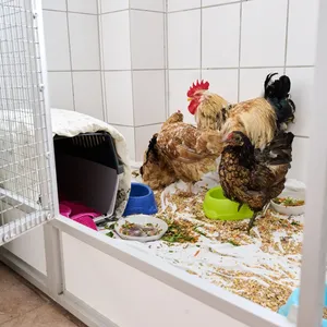 Gerettete Hühner erholen sich nach Tortur auf Balkon