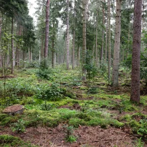Schleswig-Holstein legt Waldstrategie auf
