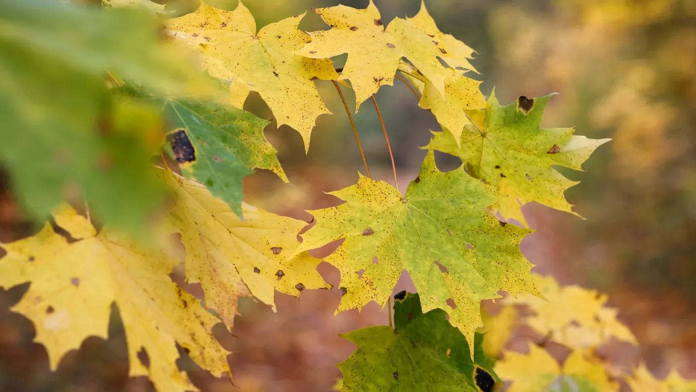 Milde Herbsttage bei Regen, Sonne und Nebel erwartet