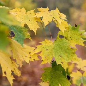 Milde Herbsttage bei Regen, Sonne und Nebel erwartet