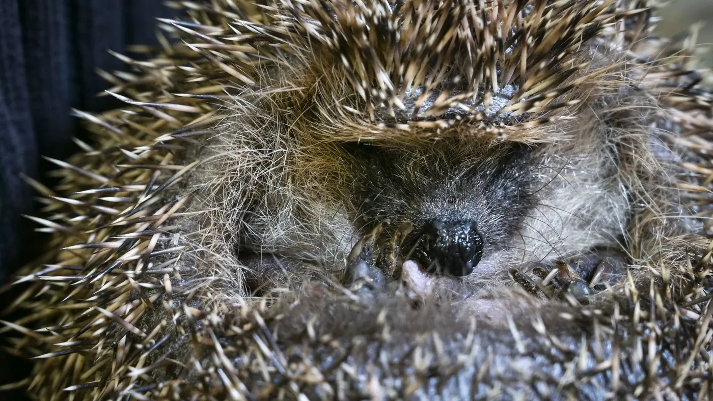 36-Jähriger trägt lebenden Igel in Pullovertasche