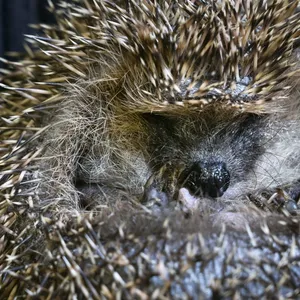 36-Jähriger trägt lebenden Igel in Pullovertasche