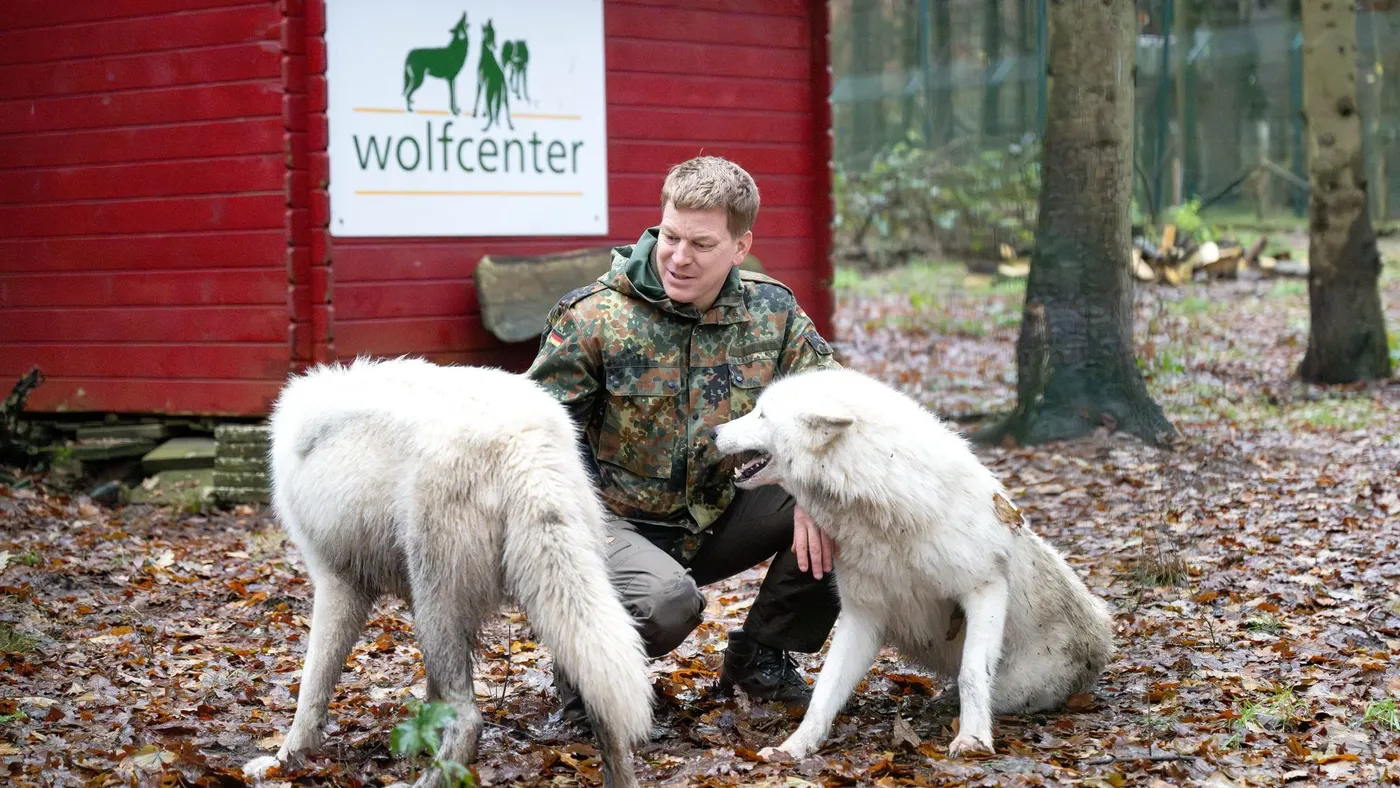 Wolfcenter: Nähe zu Wölfen gibt es nur hinter einem Zaun