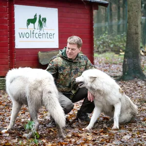 Wolfcenter: Nähe zu Wölfen gibt es nur hinter einem Zaun