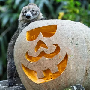 Schaurig-süßes Halloween im Tierpark Hagenbeck